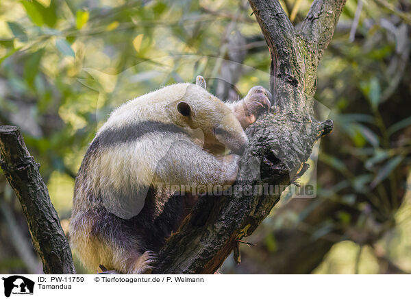 Tamandua / collared anteater / PW-11759
