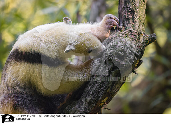 Tamandua / PW-11760