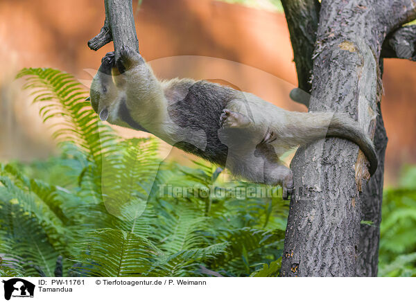 Tamandua / collared anteater / PW-11761