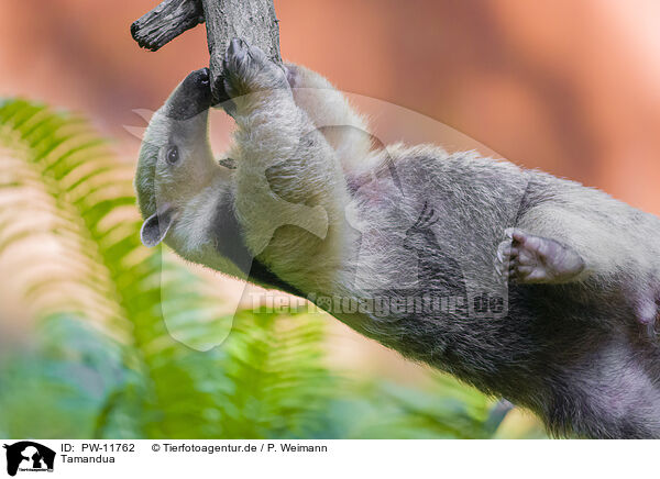 Tamandua / collared anteater / PW-11762