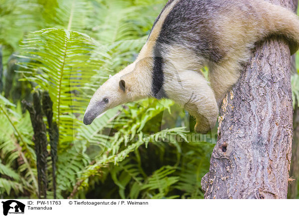 Tamandua / PW-11763