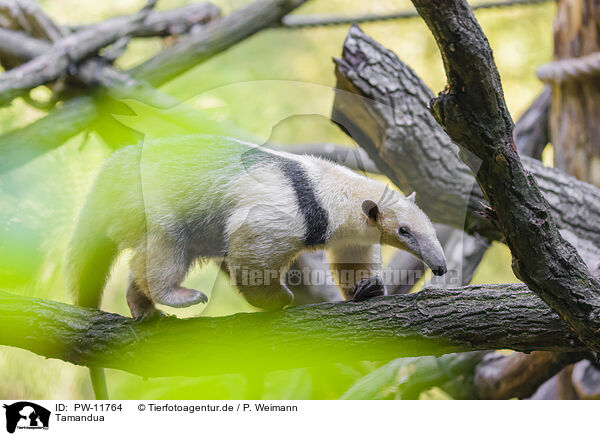 Tamandua / PW-11764