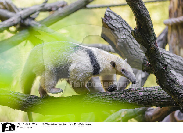 Tamandua / collared anteater / PW-11764
