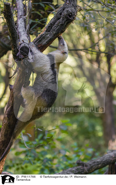 Tamandua / PW-11766