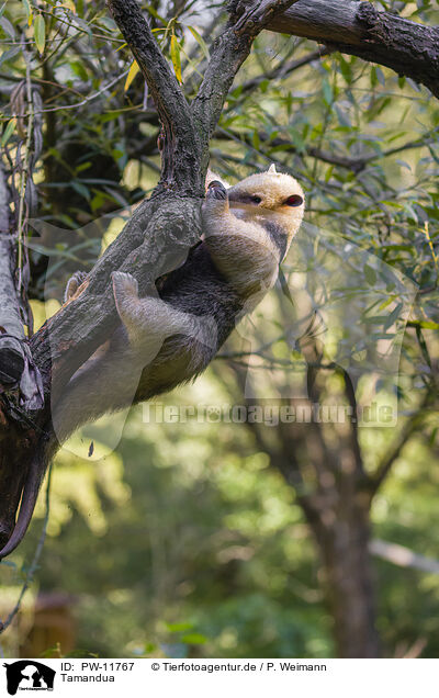 Tamandua / collared anteater / PW-11767