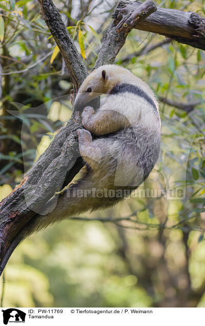 Tamandua / PW-11769