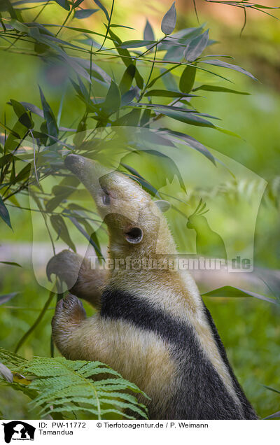 Tamandua / collared anteater / PW-11772