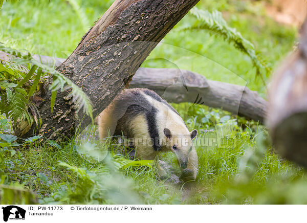 Tamandua / collared anteater / PW-11773