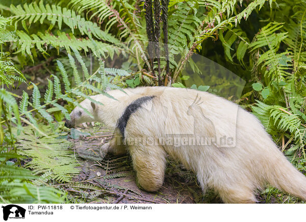 Tamandua / PW-11818