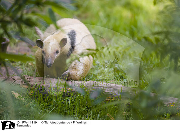 Tamandua / PW-11819