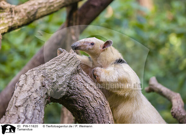 Tamandua / collared anteater / PW-11820