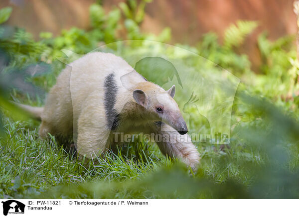 Tamandua / collared anteater / PW-11821