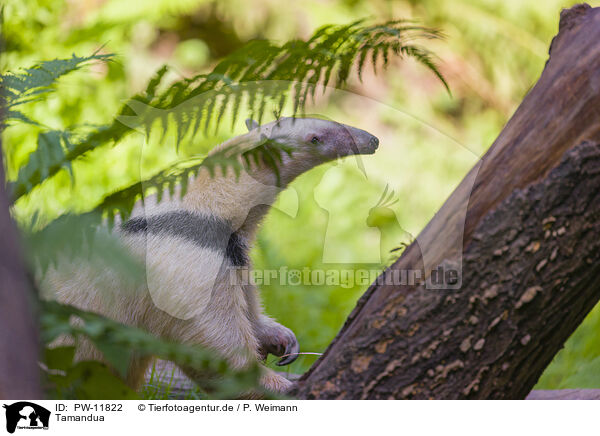 Tamandua / collared anteater / PW-11822
