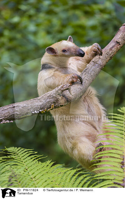 Tamandua / PW-11824