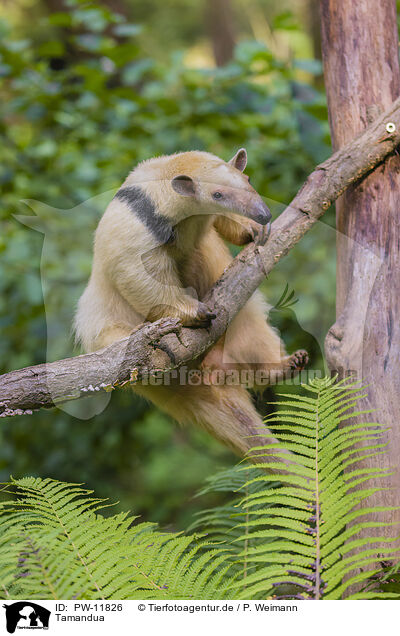 Tamandua / PW-11826