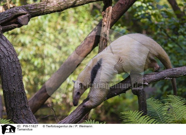 Tamandua / PW-11827