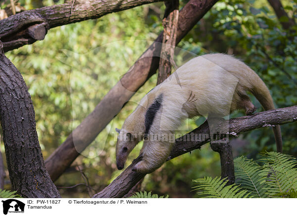 Tamandua / collared anteater / PW-11827