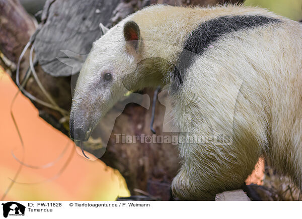 Tamandua / collared anteater / PW-11828