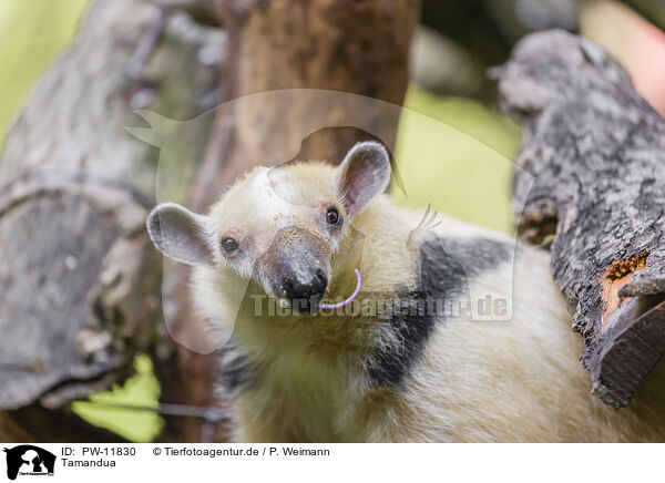Tamandua / collared anteater / PW-11830
