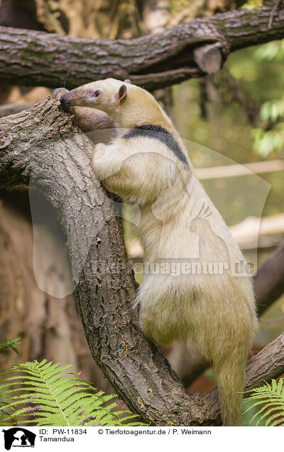 Tamandua / collared anteater / PW-11834