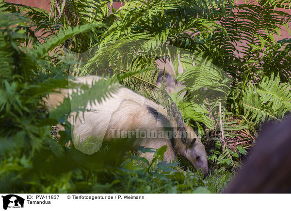 Tamandua / PW-11837