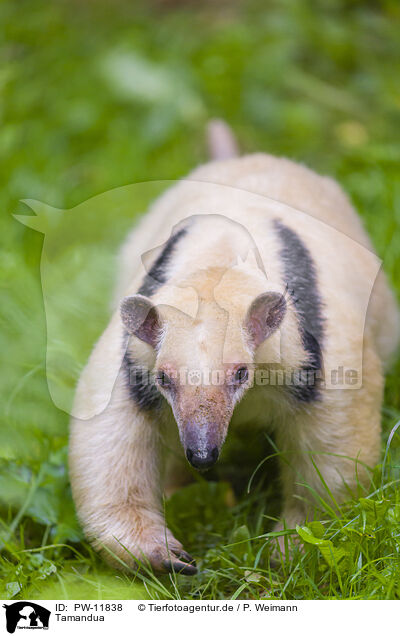 Tamandua / PW-11838