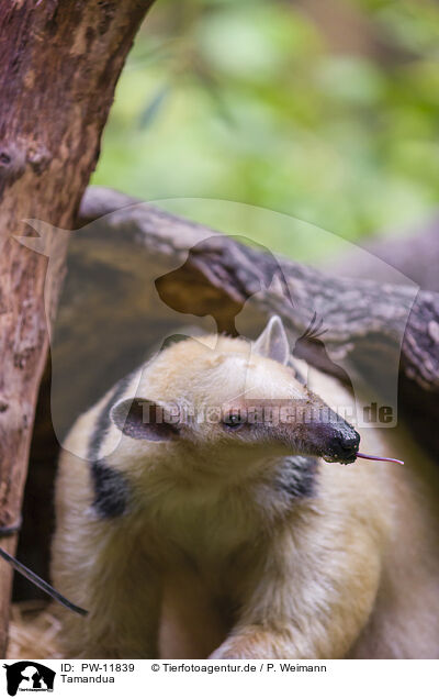 Tamandua / PW-11839