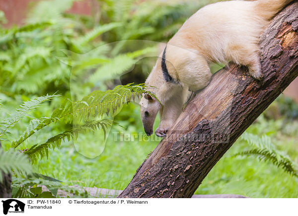 Tamandua / PW-11840