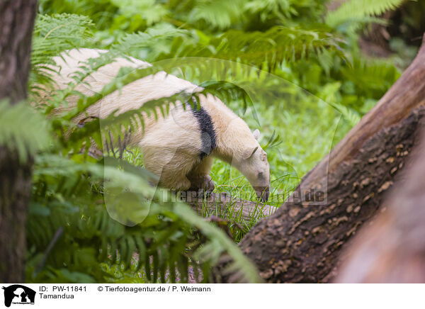 Tamandua / PW-11841