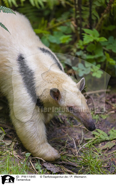 Tamandua / collared anteater / PW-11845