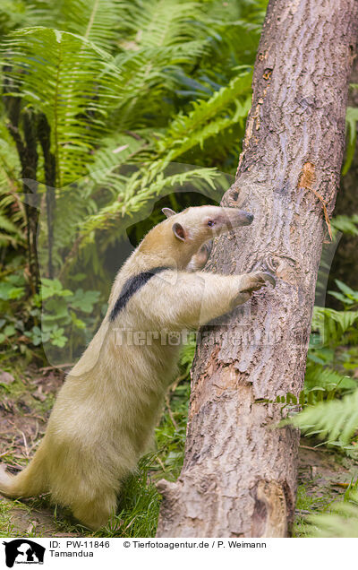 Tamandua / PW-11846