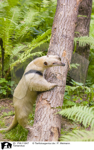 Tamandua / PW-11847