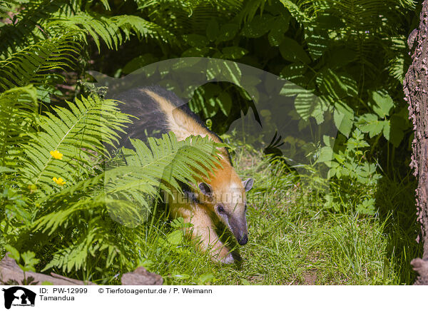 Tamandua / PW-12999