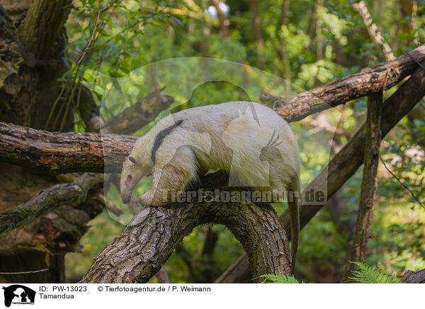 Tamandua / Tamandua / PW-13023