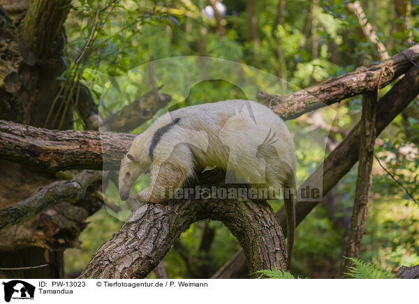 Tamandua / PW-13023