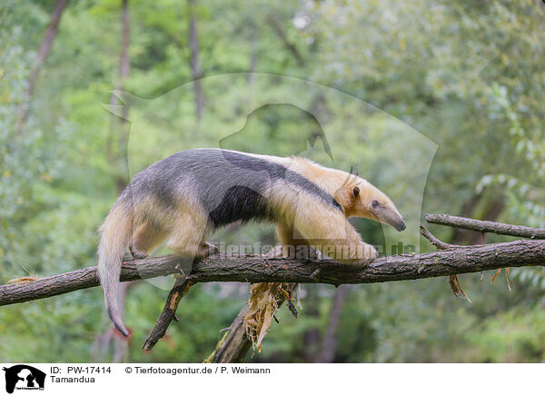 Tamandua / collared anteater / PW-17414