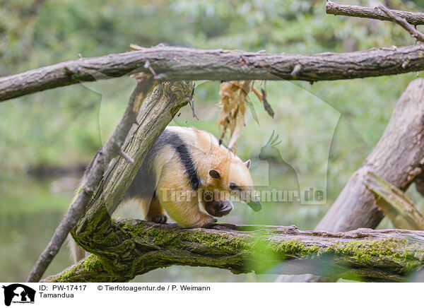 Tamandua / PW-17417