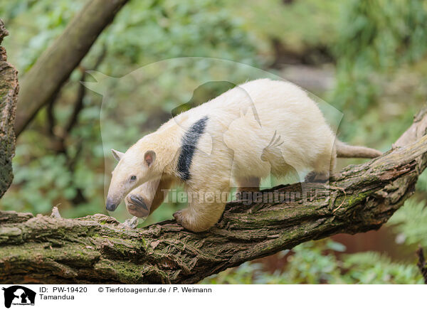 Tamandua / PW-19420