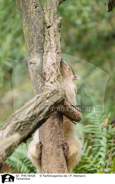 Tamandua / Tamandua / PW-19428