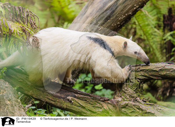 Tamandua / PW-19429