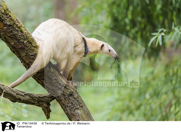 Tamandua / Tamandua / PW-19436
