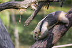 Tamandua