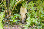 Tamandua
