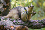 Tamandua