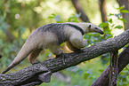 Tamandua