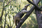 Tamandua