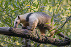 Tamandua