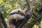 Tamandua