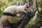 Tamandua