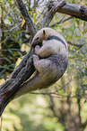 Tamandua